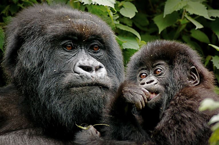 Uganda mit Gorilla-Tracking ©NIckJackson2013/istock